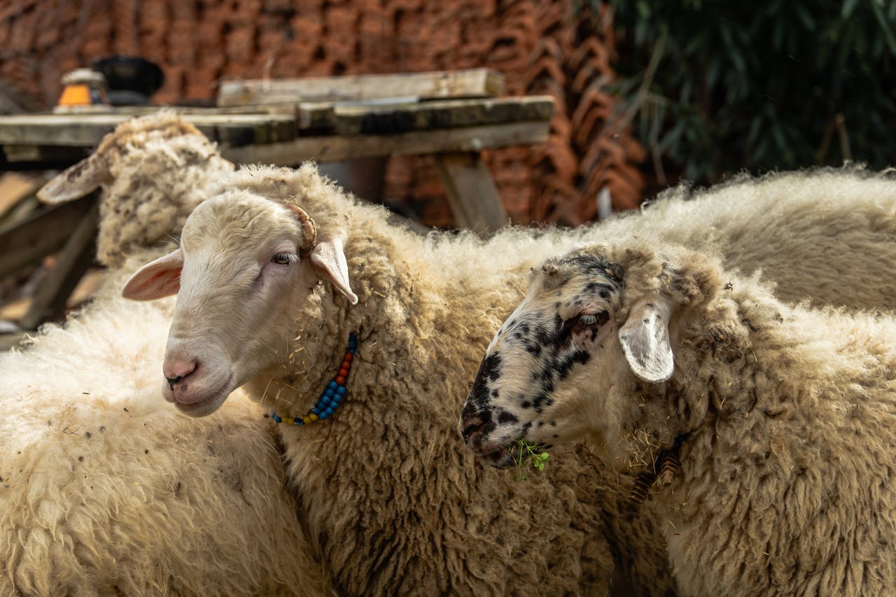 Group of sheep outdoors, one wearing colorful bead necklace, displaying their fluffy wool under sunlight.