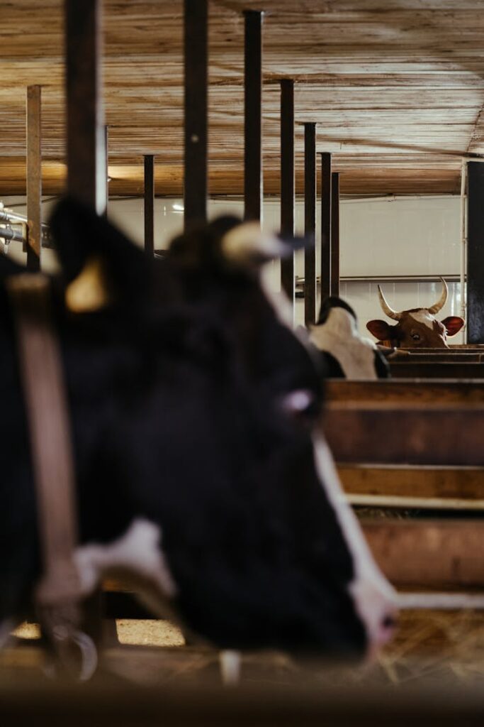 Photograph of a group of cows inside a barn, emphasizing a rural farming atmosphere.